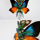 Illustration for article titled The Most Majestic Fairy Sculptures Weve Seen Are Made Out Of Insects